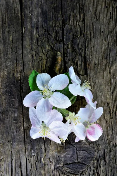 Foto de una manzana rosa florece en abril —  Fotos de Stock