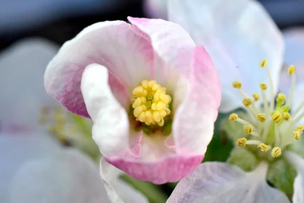 Foto de una manzana rosa florece en abril —  Fotos de Stock