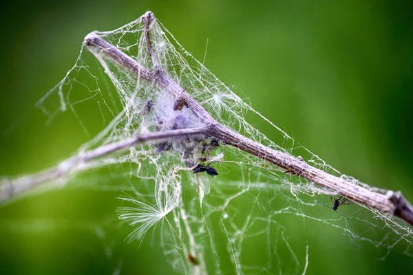 Droge plant omwikkeld met spinnenweb — Stockfoto