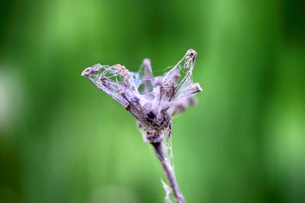 Trockene Pflanze mit Spinnennetz umwickelt — Stockfoto