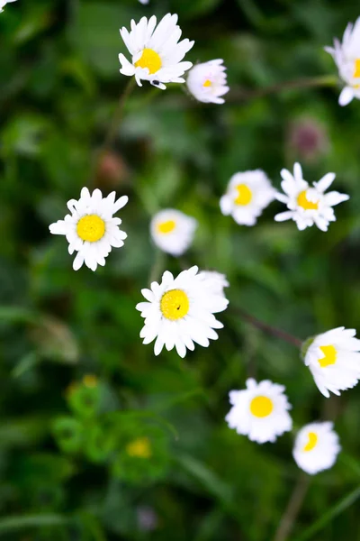 Flores de margarida de camomila, flores de primavera — Fotografia de Stock