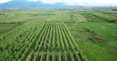 drone photography,aerial view of orchards in resen, prespa, macedonia clipart