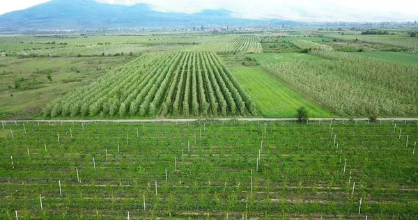 Fotografía de drones, vista aérea de huertos en resen, prespa, macedonia — Foto de Stock