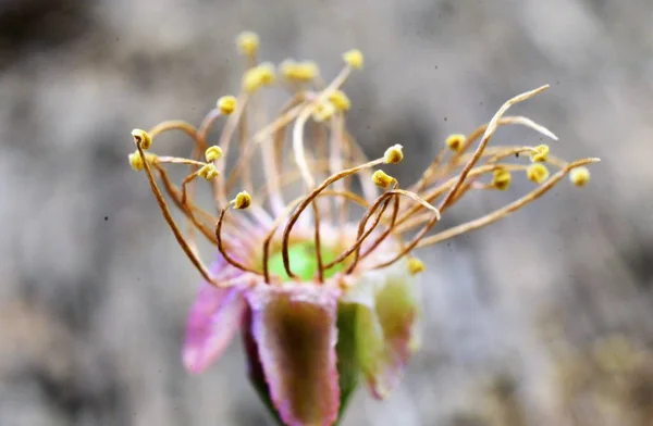 Sauerkirschstempel und Blütenblätter, Makro — Stockfoto