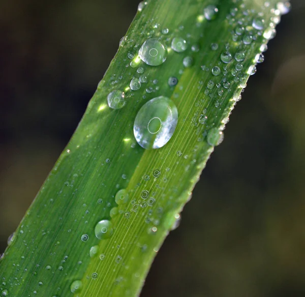 Goccia di pioggia su una foglia verde di un impianto — Foto Stock
