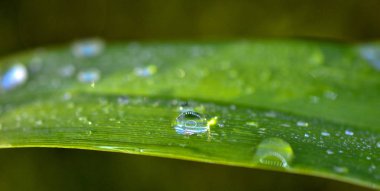 yağmur damlası üzerindeki bir bitkinin yeşil yaprak