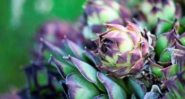 ev pırasa, etli bitki, semper vivum,