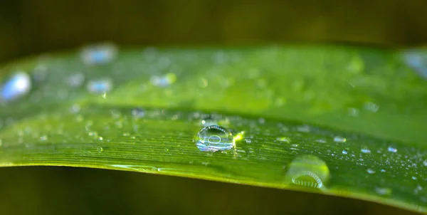 Gota de chuva em uma folha verde de uma fábrica — Fotografia de Stock