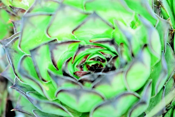 Puerro de casa, planta suculenta, semper vivum , — Foto de Stock