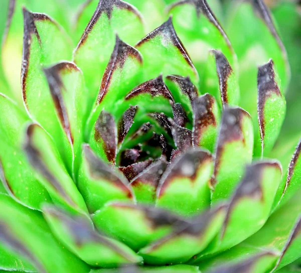 Puerro de casa, planta suculenta, semper vivum , — Foto de Stock