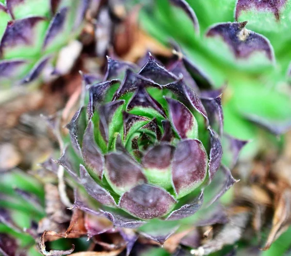 Лук-порей, суккулентное растение, живое семя , — стоковое фото