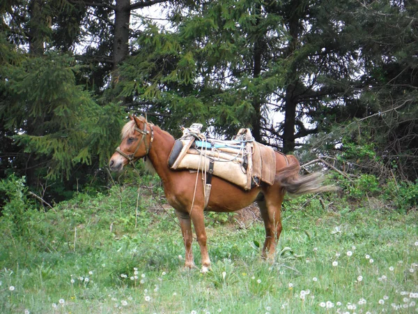 Paard voor het Caryn van brandhout op een gebied — Stockfoto
