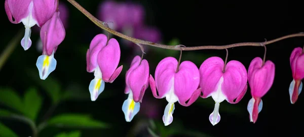 Fleurs de coeur saignantes, gros plan, fond sombre — Photo