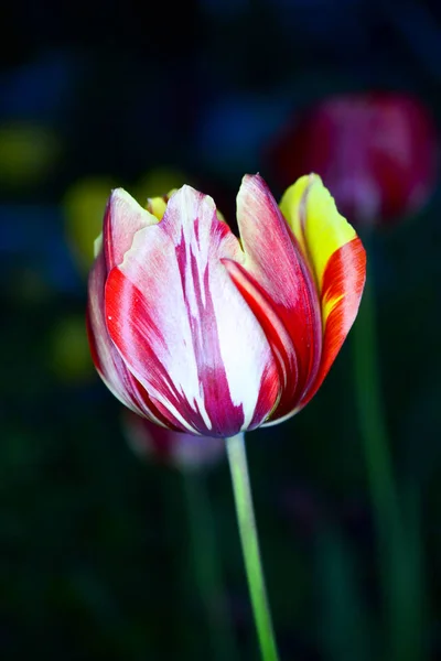 Tulipa em fundo escuro — Fotografia de Stock