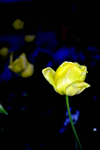 Tulipán amarillo sobre fondo oscuro —  Fotos de Stock