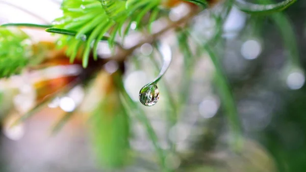 Ramo di un albero di conifere con gocce d'acqua . — Foto Stock
