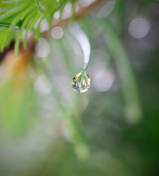 Ramo di un albero di conifere con gocce d'acqua . — Foto Stock