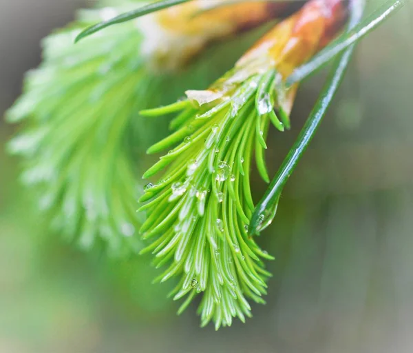 Branch of a coniferous tree with drops of water. — Stock Photo, Image