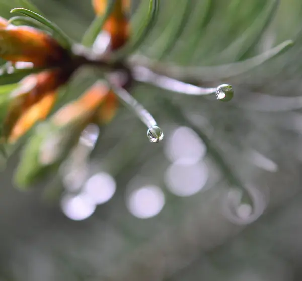 Rama de un árbol de coníferas con gotas de agua . —  Fotos de Stock