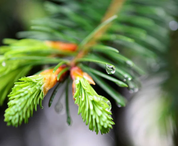 Rama de un árbol de coníferas con gotas de agua . —  Fotos de Stock