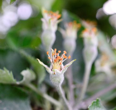 elma meyve gowing ağaç bahar