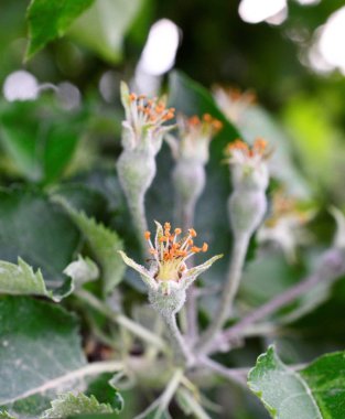 elma meyve gowing ağaç bahar