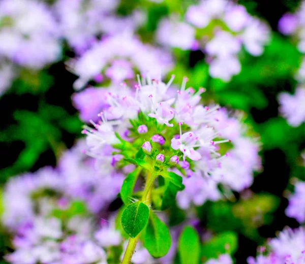 Tomillo salvaje floreciente, Thymus serpyllum — Foto de Stock