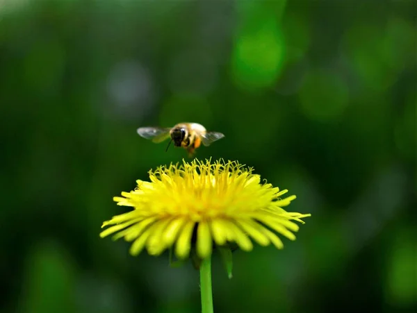 蜜蜂和蒲公英花在春天 — 图库照片