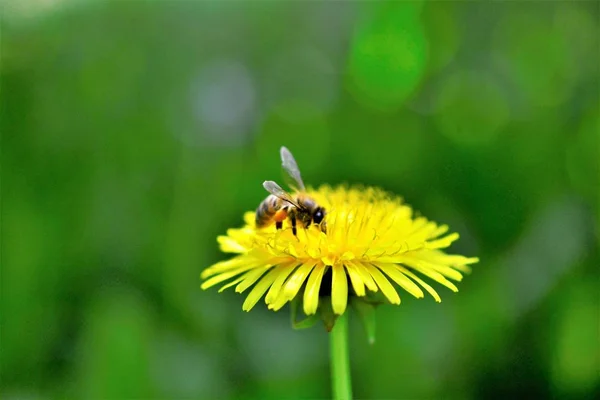 Honey Bee Och Maskros Blomma Våren Bild — Stockfoto