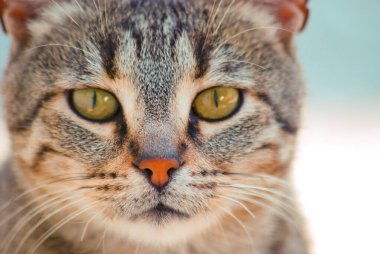 Şirin bir kedi portresi.