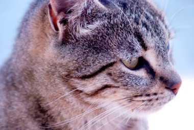 Şirin bir kedi portresi.