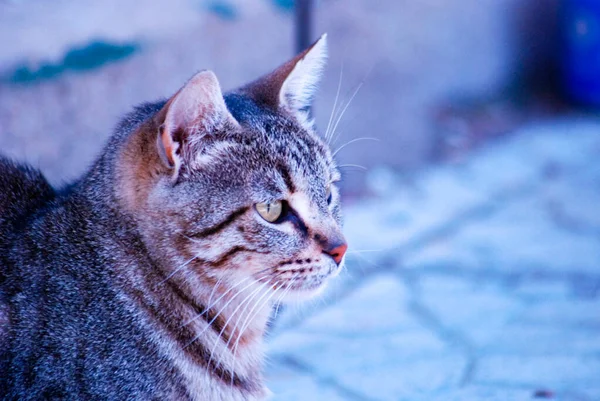 Portrait d'un chaton mignon — Photo