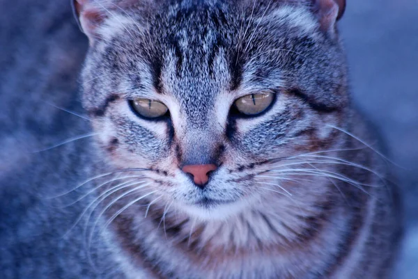 Portrait d'un chaton mignon — Photo