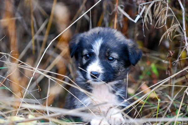 Schattig verdwaald puppy verbergen in een bush in de herfst — Stockfoto