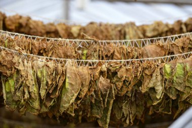 Tütün yaprakları Macedonia 'daki kulübede kuruyor.