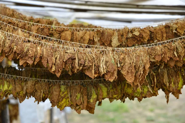 タバコはマケドニアの小屋で乾燥します — ストック写真