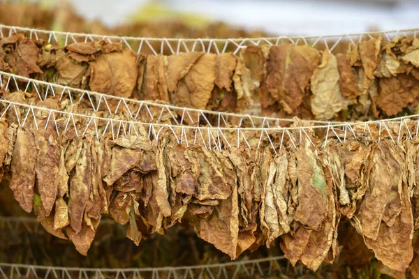 Tobacco leaves drying at the shed in macedonia — Stock Photo, Image