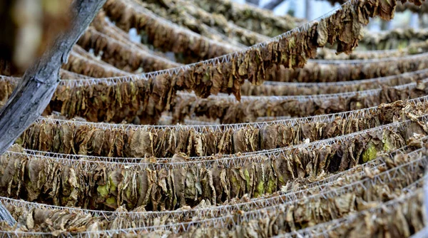 Tobacco leaves drying at the shed in macedonia — Stock Photo, Image