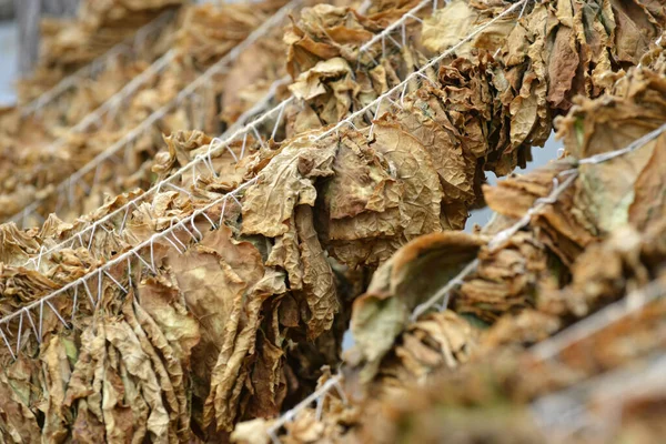Suszenie liści tytoniu w szopie w Macedonii — Zdjęcie stockowe