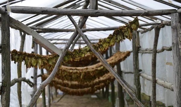 タバコはマケドニアの小屋で乾燥します — ストック写真