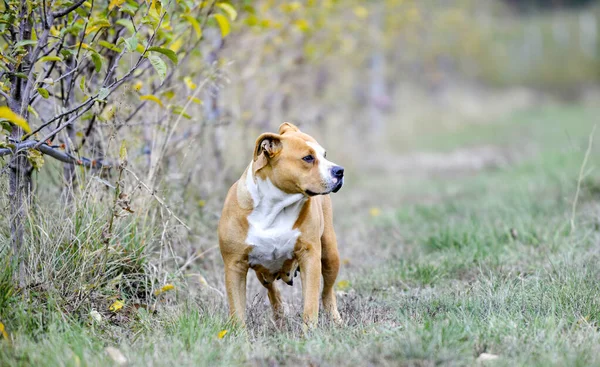 American Staffordshire Terrier pictured in nature — Stock Photo, Image