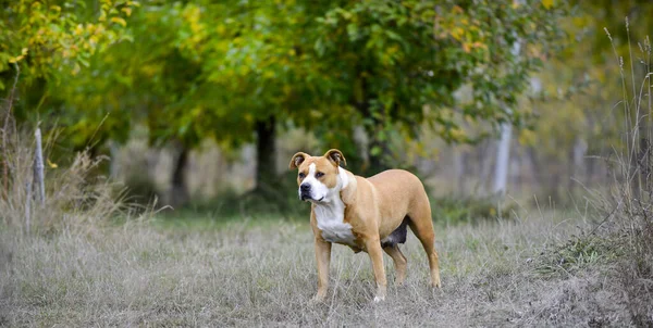 American Staffordshire Terrier απεικονίζεται στη φύση — Φωτογραφία Αρχείου