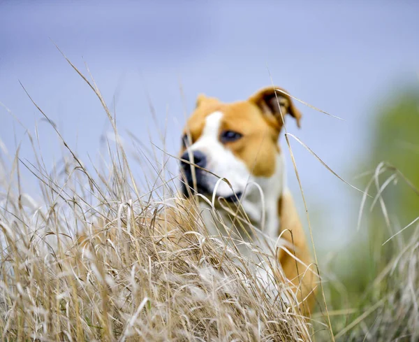 American Staffordshire Terrier απεικονίζεται στη φύση — Φωτογραφία Αρχείου