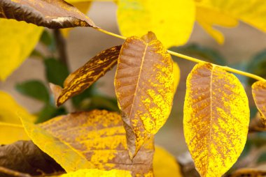 Sonbaharda sarı kahverengi ceviz yaprakları