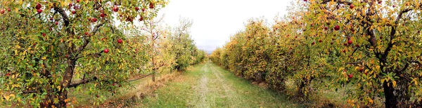 Panorama pomar de maçã no outono — Fotografia de Stock