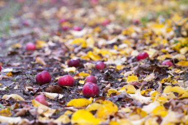 Sonbaharda hasattan sonra elma bahçesi