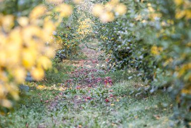 Sonbaharda hasattan sonra elma bahçesi