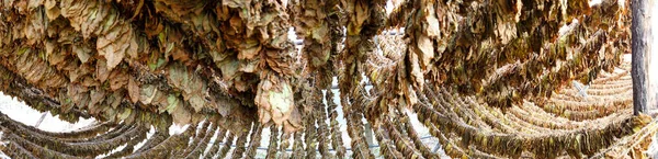 小屋のパノラマでタバコの葉を乾燥させ — ストック写真
