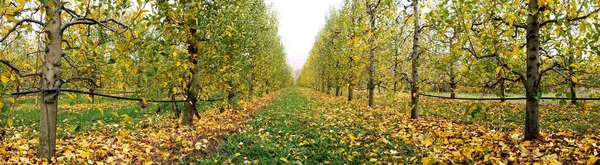 Huerto de manzanas después de la cosecha, concepto de otoño, mediados de noviembre —  Fotos de Stock