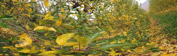 Appelboomgaard na oogst, herfstconcept, midden november — Stockfoto